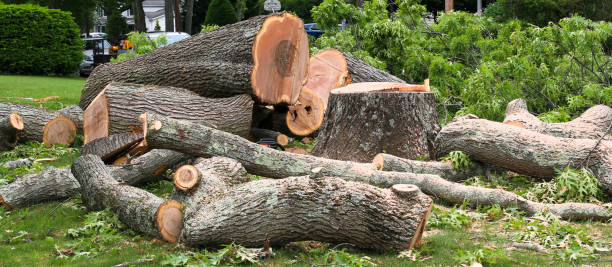 How Our Tree Care Process Works  in  South Roxana, IL